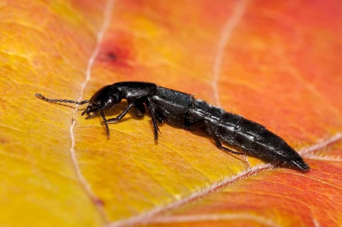 A devil's coach-horse beetle