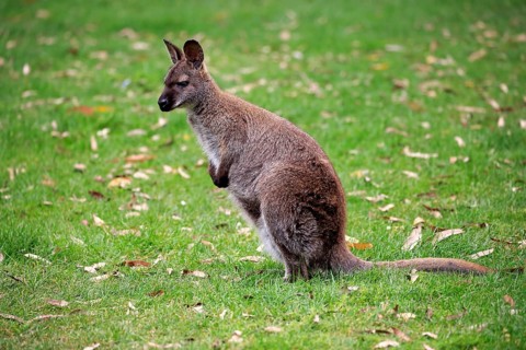Red-necked wallaby