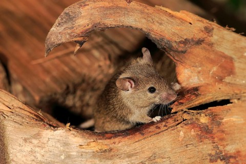 House Mouse