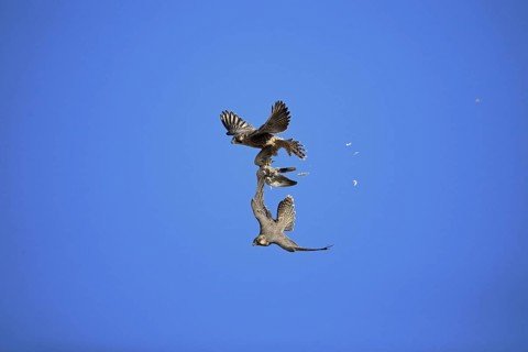 Peregrine Falcon