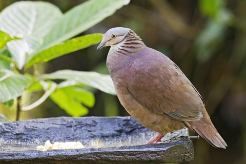 Peru Quail-dove