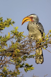 Southern yellow-billed hornbill