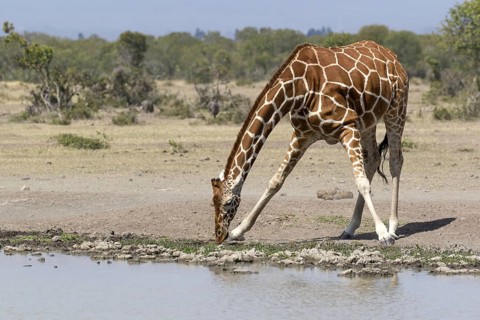 Rothschild's giraffe