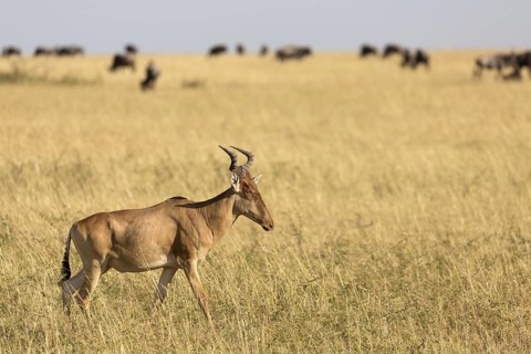 Coke's hartebeest