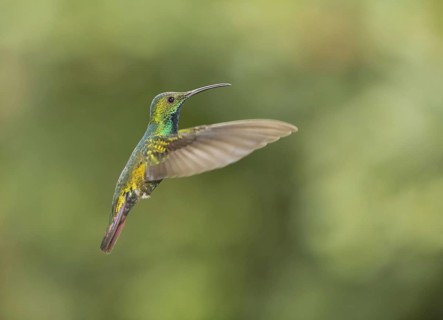 Green-breasted mango