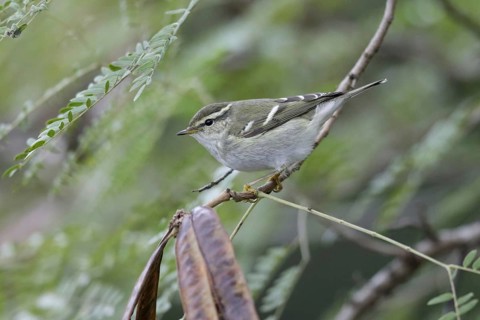 Yellow-browed Warbler