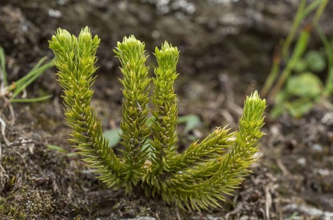 Lesser Clubmoss