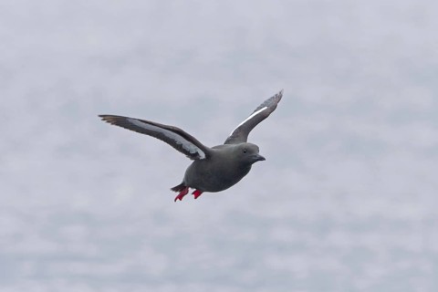 Black guillemot