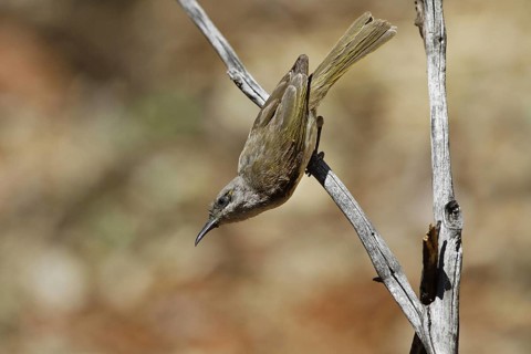 Brown Honeyeater