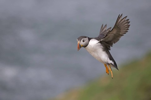 Puffin