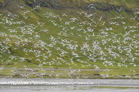 Larus tridactylus