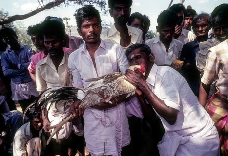 Cock Fighting near Madurai