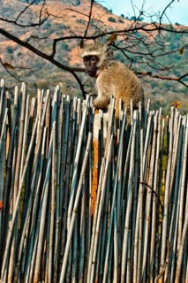 Insights into the lives of the Swazis