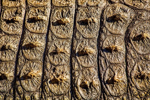 Crocodile skin