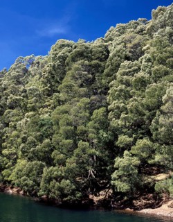 Trees on mountains
