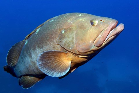 Dusky grouper