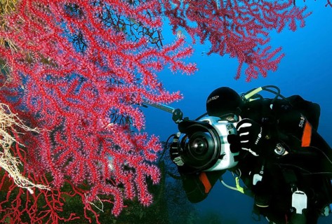 Underwater photographer and violescent sea-whip