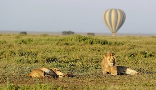 Masai Lion