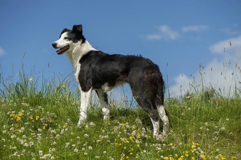 Domestic dog