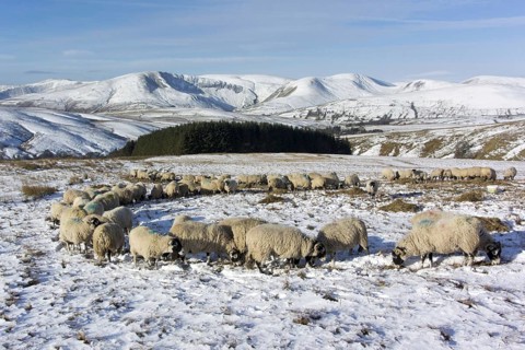 Domestic sheep