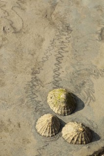 Common limpet