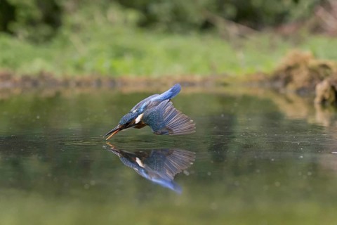 Common Kingfisher