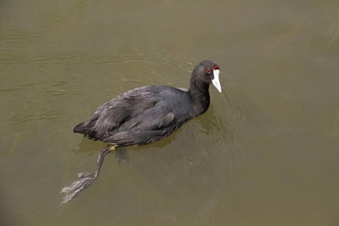 Red-knobbed Eurasian Coot