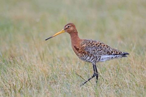 Icelandic black-tailed godwit