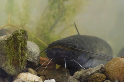 Wels Catfish