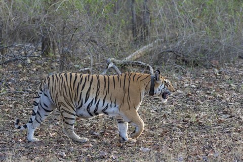 Indian Tiger