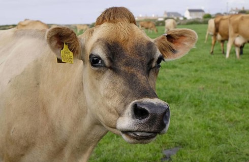 Domestic Cattle