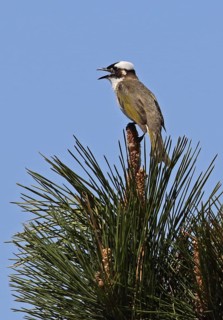 Chinese Bulbul