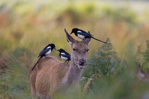 Red Deer