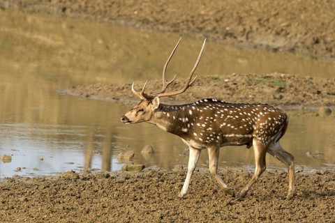Cervus axis