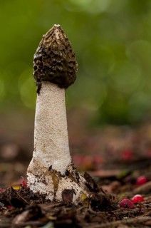Stinkhorn fungus