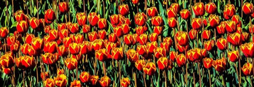 Flowering tulip fields