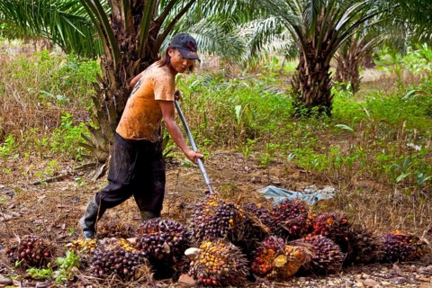 Oil tree fruit