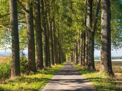 Narrow country road through avenue of poplars