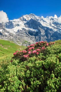 Jungfrau mit Alpenrosen