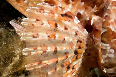Pectoral fin with venomous spines