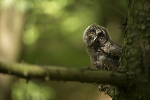 Long-eared owl