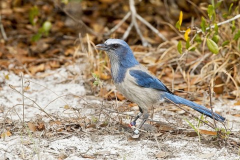Florida scrub jay