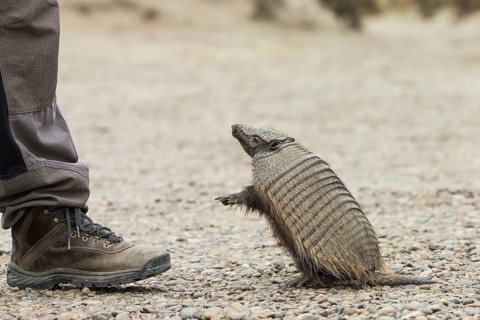 Brown Shaggy Armadillo
