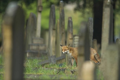 European Red Fox