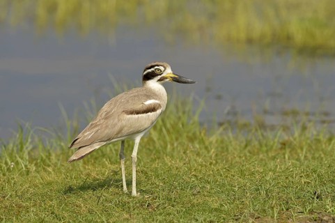 Great stone-curlew