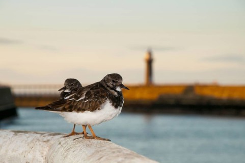 Ruddy Turnstone