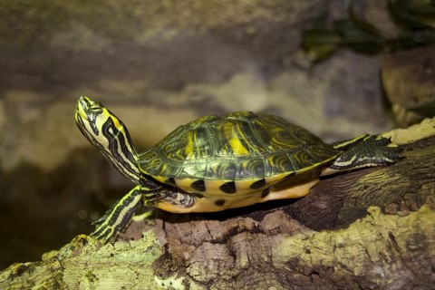 Northern red-bellied ornate turtle