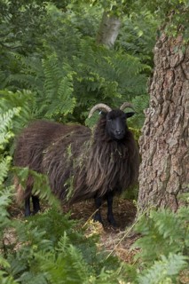 Hebridean sheep