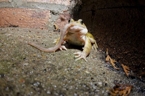 Common Frog