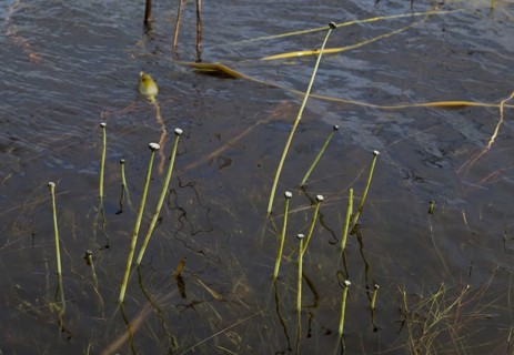 Seven-angled Pipewort